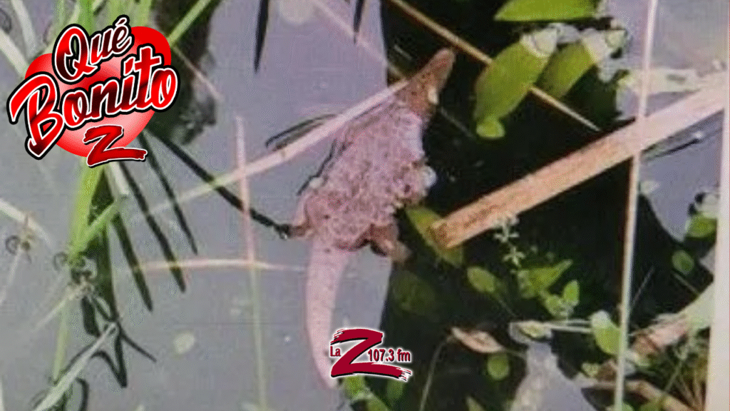 Misterioso “monstruo salvaje” resulta ser un cocodrilo de juguete