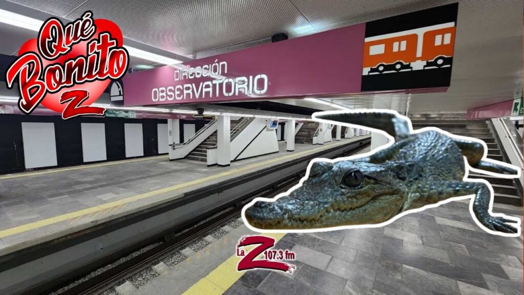 ¡Rescatan a cocodrilo en el metro de la CDMX!