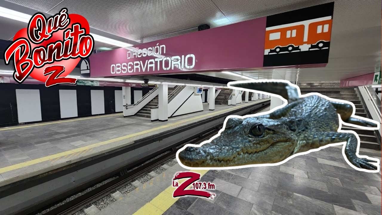 ¡Rescatan a cocodrilo en el metro de la CDMX!