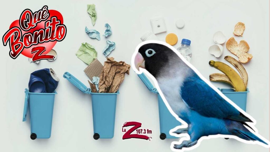 ¡Loro aprende a separar la basura!