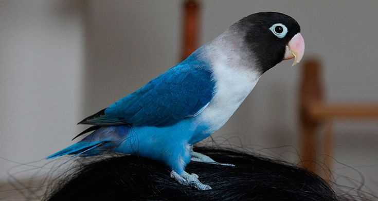 ¡Loro aprende a separar la basura!