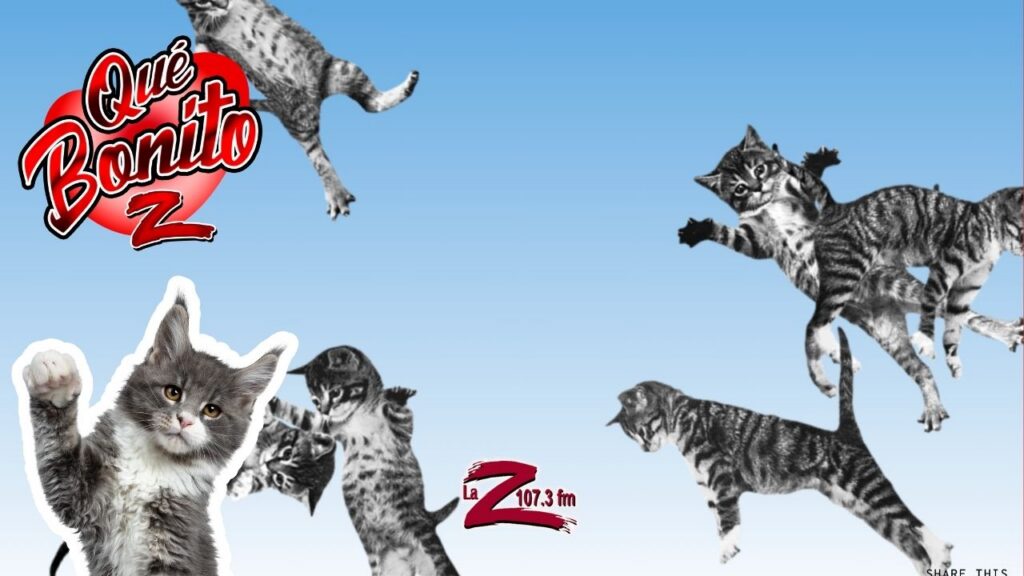 ¿Una página donde solo hay gatitos?