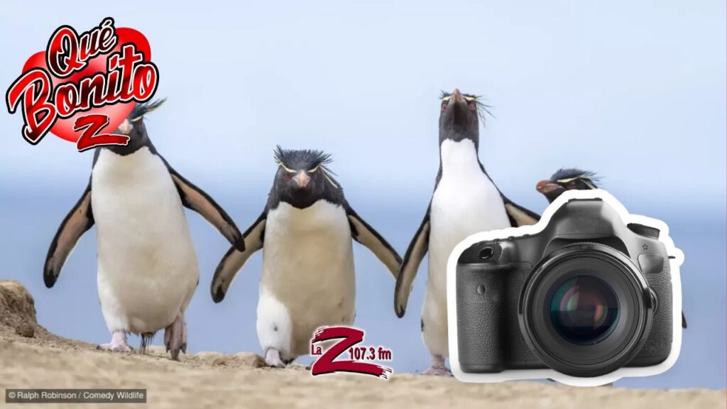 Concurso de las fotos más divertidas de animales