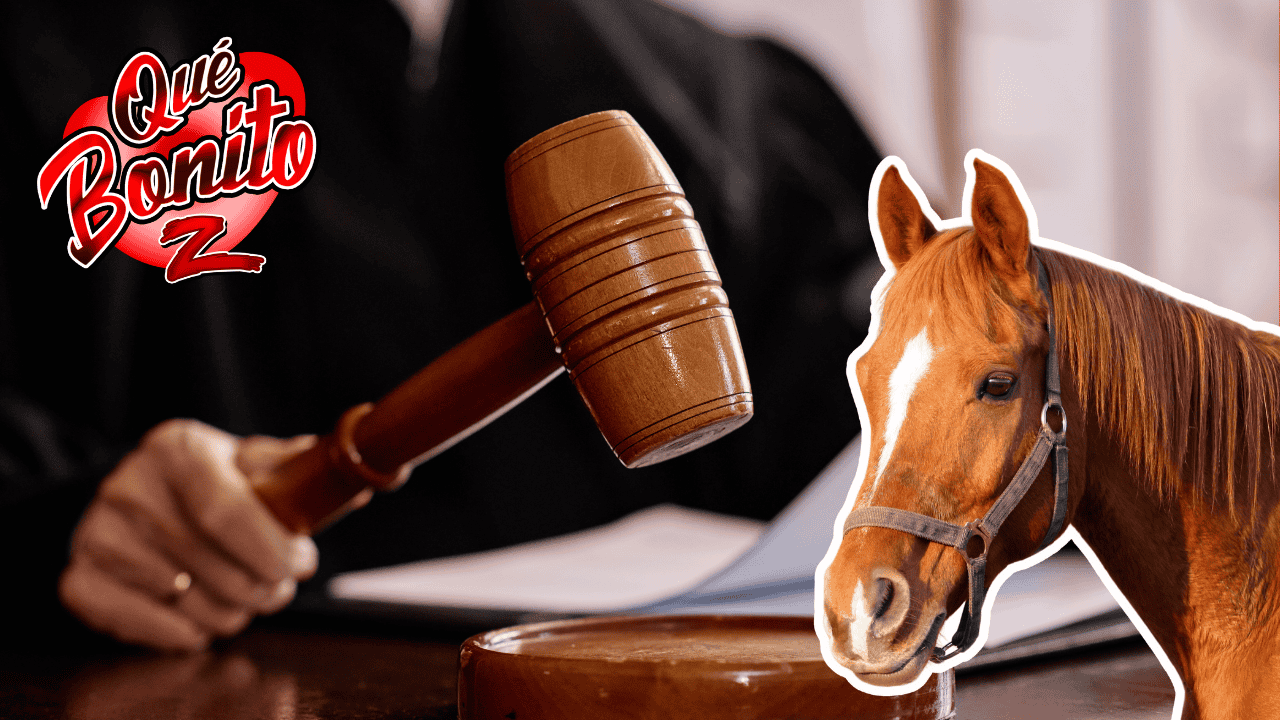Caballo maltratado demanda a su ex propietario por más de  100.000 USD