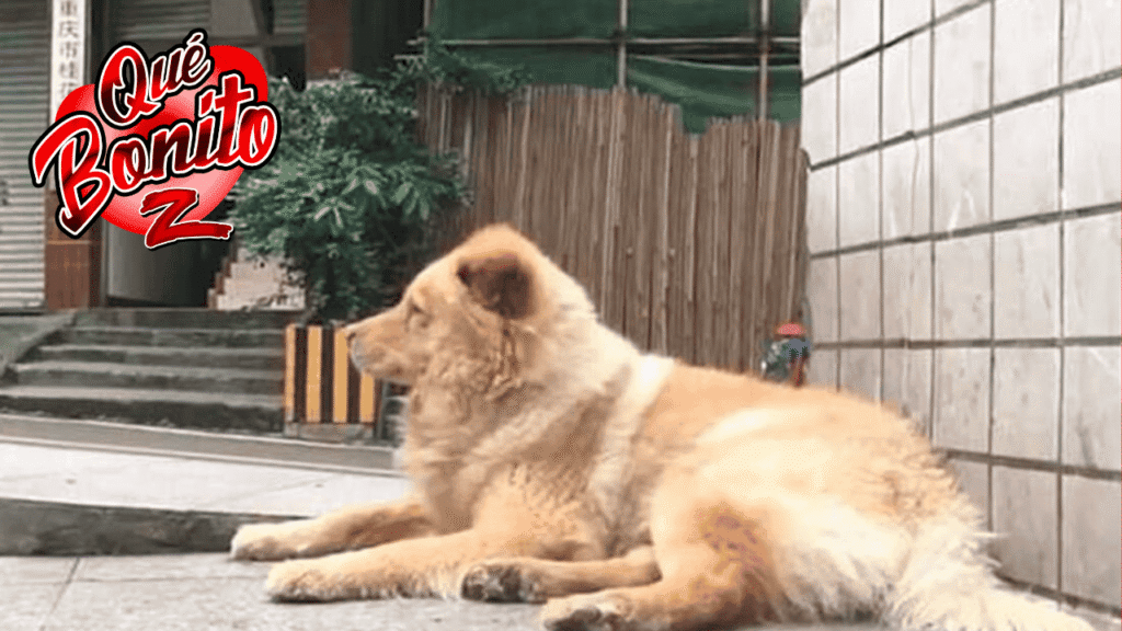 Perro espera todos los días 12 horas en la estación a que su dueño vuelva del trabajo