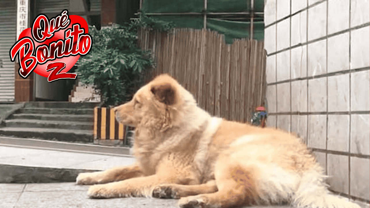 Perro  espera todos los días 12 horas en la estación a que su dueño vuelva del trabajo