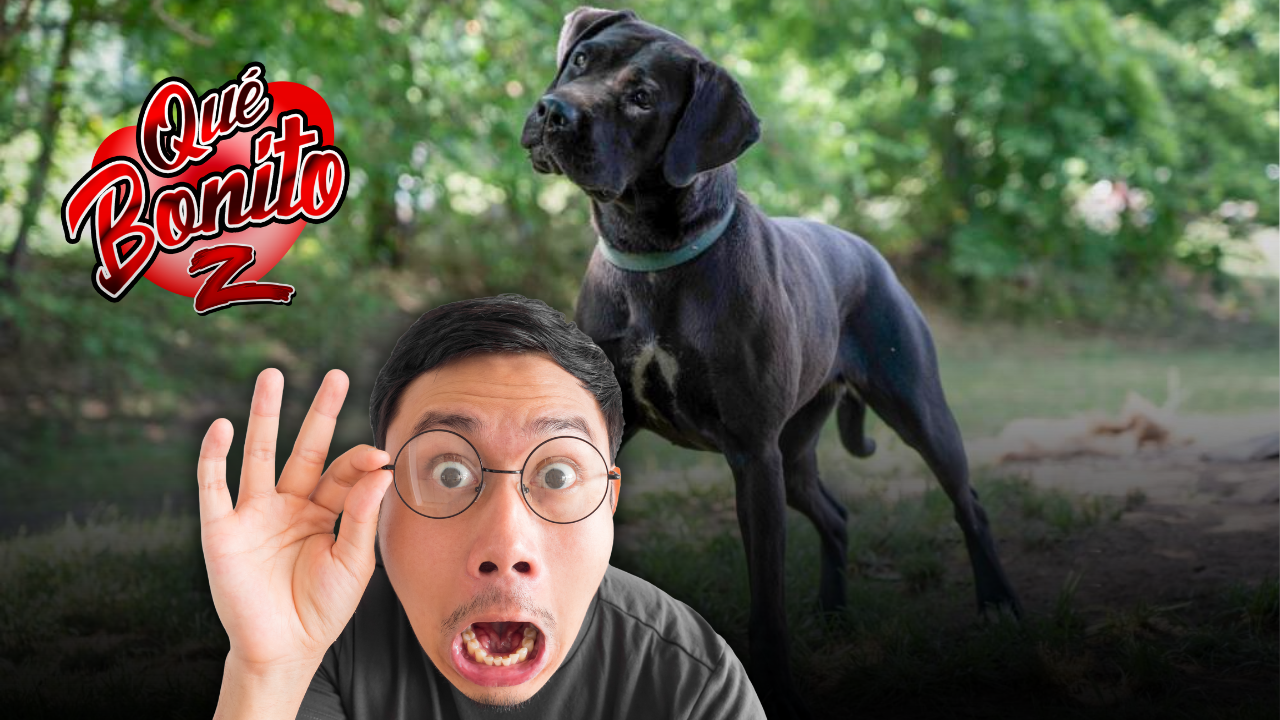 Adam, el perrito que es alérgico a los humanos