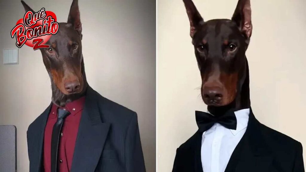 El dóberman modelo que causa sensación en las redes sociales