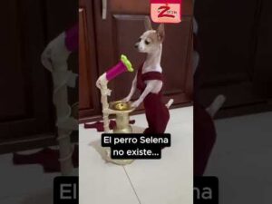 ¡Qué talentazooooo! 🐩🎶
