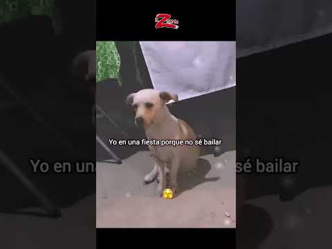 Así he visto a muchos en las fiestas 😂