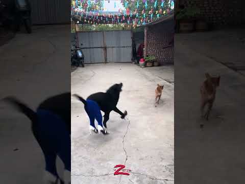 🐶👠 ¡Ea, ea, ea! 👏