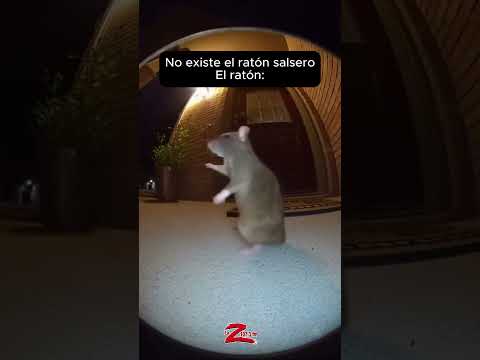 🐭 Hasta baila mejor que yo 😂